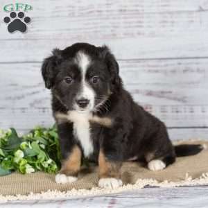 Twinkle, Miniature Australian Shepherd Puppy